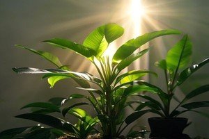 Calculer l'intensité lumineuse idéale selon le type de plante