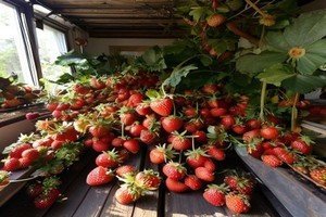 Cultiver des fraises en intérieur toute l'année