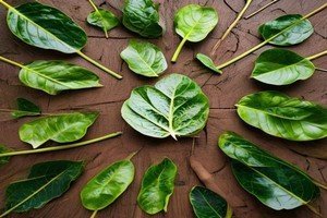 Identifier et corriger les carences nutritives par les feuilles