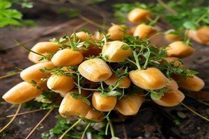 Micro-pousses : Cultiver un super-aliment en moins de 10 jours