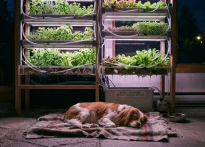plantes hors sol avec un système de pompes d’irrigation et un petit chien qui dort devant,