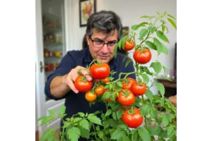 culture de tomates cerises