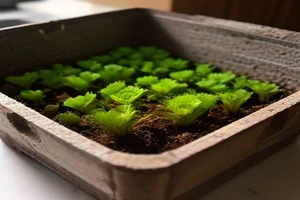 Avis et test des bouchons de germination Root Riot pour semis d'intérieur