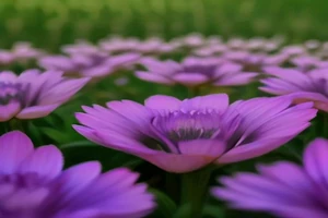 Cultiver des fleurs de safran en hydroponie : Faisabilité et techniques de floraison