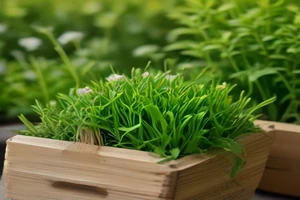 Kit de démarrage pour herbes aromatiques vs mini-potager autonome : Le comparatif