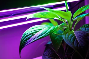 Comprendre le spectre PAR pour booster la photosynthèse
