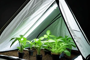 Guide d'achat : Choisir le meilleur contrôleur de lumière pour grow tent