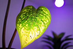 Identifier et corriger les carences nutritives par les feuilles