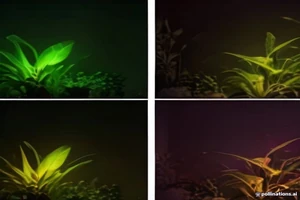LED vs HPS : Pourquoi la technologie LED domine l'intérieur ?