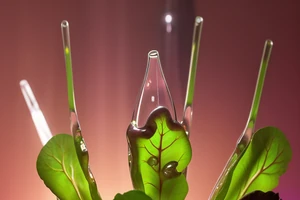 L'importance des chélates de fer dans la nutrition minérale en hydroponie