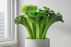 Réussir la culture de salades et de kale sans terre