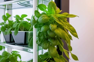Top 10 des herbes aromatiques les plus productives en hydroponie